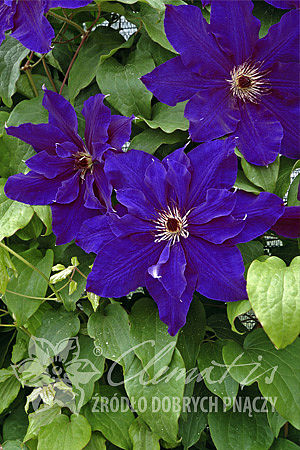 Клематис гибридный Монюшко