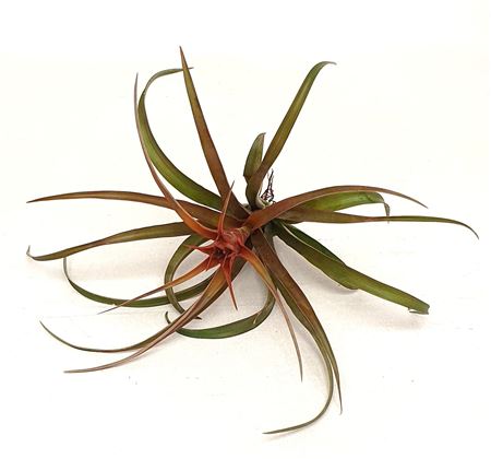 Tillandsia Capitata Hermosa'with Flower