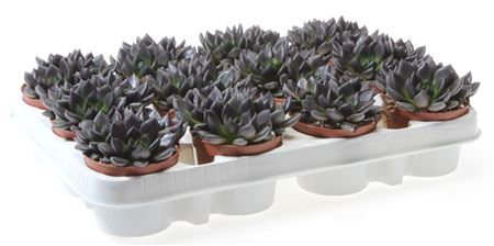 Echeveria Black Night