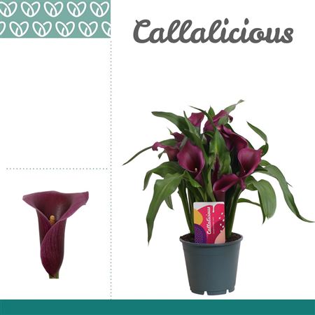 Zantedeschia Purple Paco