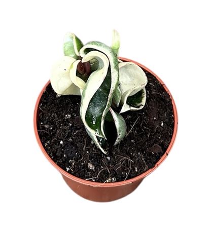 Hoya Compacta Variegata