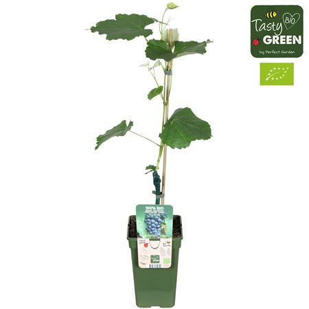 Vitis (grafted) Bio