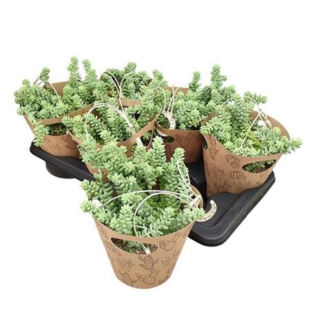 Sedum Burritum In Hanging Basket