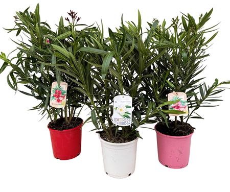 Nerium Oleander