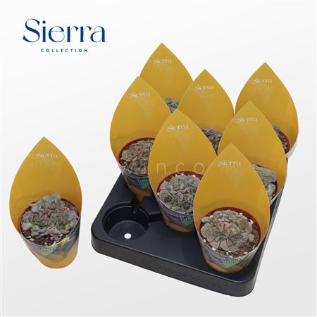 Titanopsis Calcarea  Sierra Collection