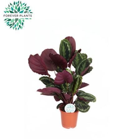 Calathea Medallion