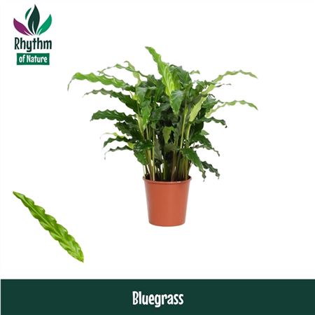 Calathea Bluegrass Rhythm Of Nature