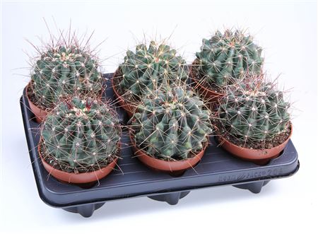 Ferocactus Acanthus