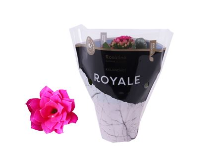 Kal Ros Royale Purple