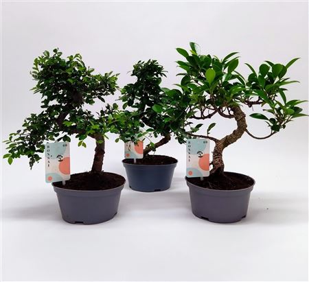 Bonsai Mix Teeltpot.