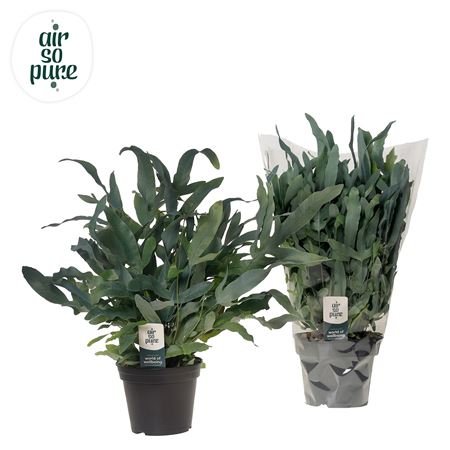 Phlebodium Blue Fern Air So Pure