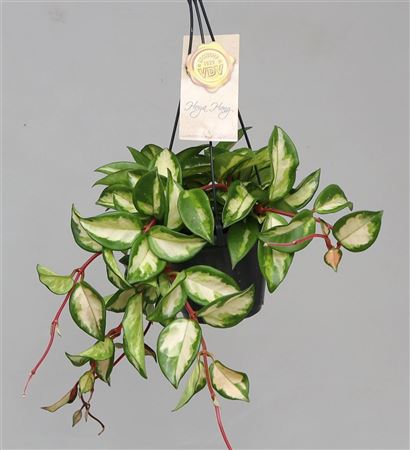 Hoya Carnosa Tricolor Hanging Pot