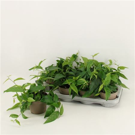 Ficus Sagittata (radicans) Green