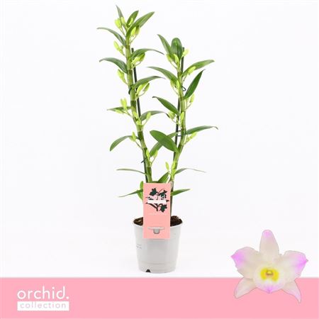 Dendr Nob 2st Kumiko 2 Orchid Collection