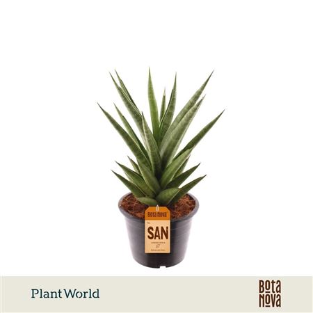 Sansevieria 'starshooter'