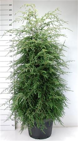 Tsuga Canadensis