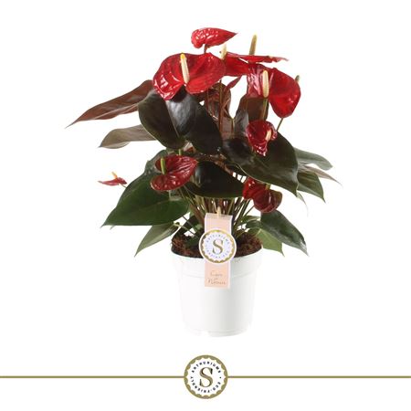 Anth An Coral Champion 6+