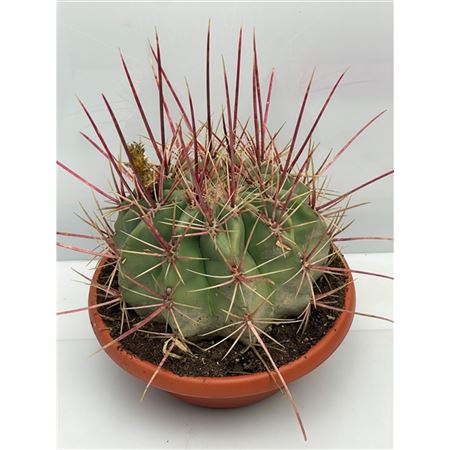 Fero Hamatacanthus Bowl