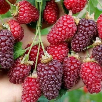 Ежемалина Дарроу в тубе