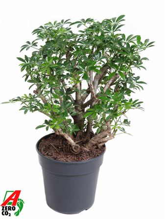 Schefflera Luseana Branched