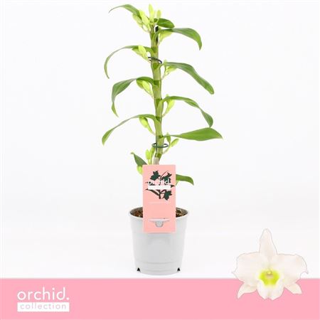 Dendr Nob 1st Apollon Compact