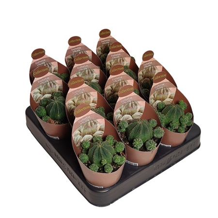 Euphorbia Infausta Potcover