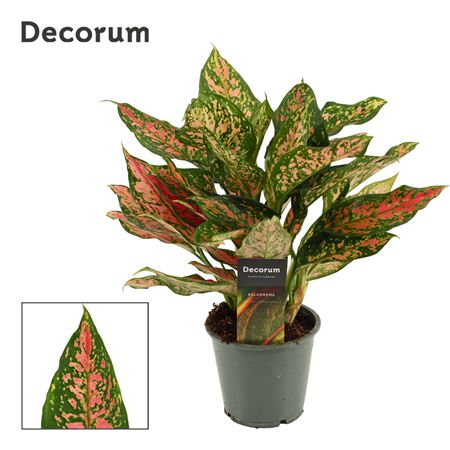 Aglaonema Unyamanee  (decorum)