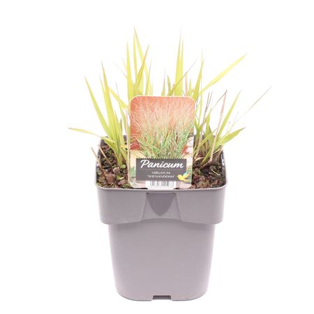 Panicum Virgatum Shenandoah