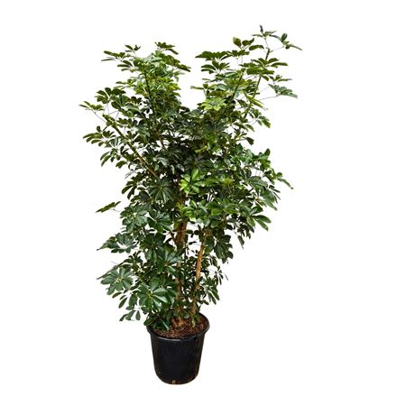 Schefflera Arboricola Branched