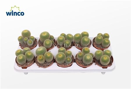 Parodia Leninghausii (group)