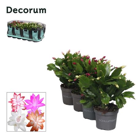 Schlumbergera Mix 30+ (decorum)