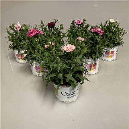 Dianthus Oscar Mix
