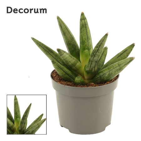 Sansevieria Hedgehog Crown