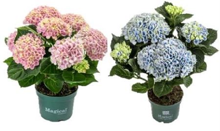 Hydrangea Ma Magical Revolution Mix 3+