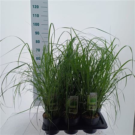 Pennisetum Alopecuroides Viridescens