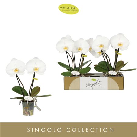 Phal 2st Singolo & Co Tosha (opti)