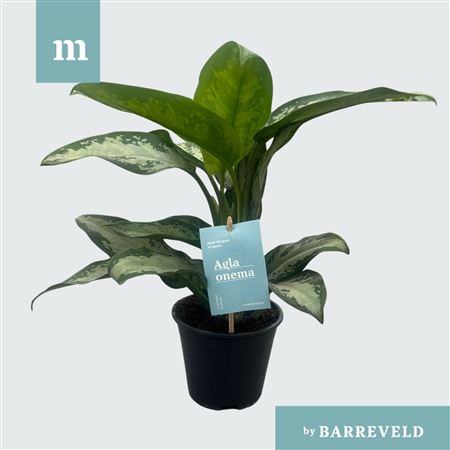 Aglaonema Jubilee