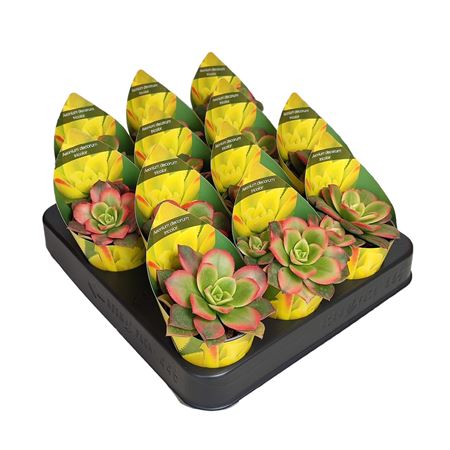 Aeonium Decorum Tricolor Potcover