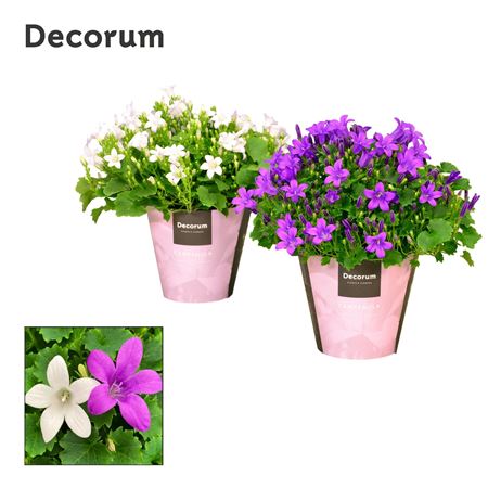 Campanula Porto Mix Purple White (decorum)