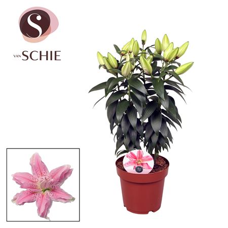 Lilium Or Roselily Azra 5pp