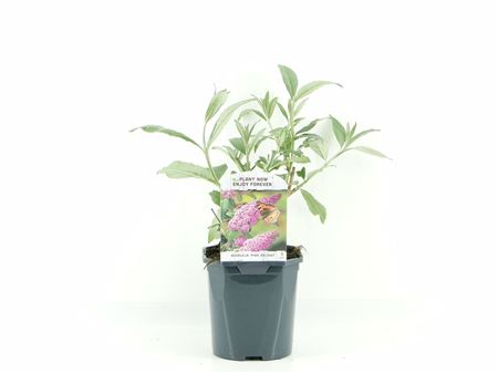 Buddleja Dav Pink Delight