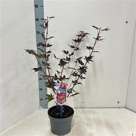 Acer Palm Trompenburg