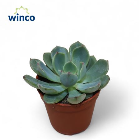 Echeveria Sitifukumiama
