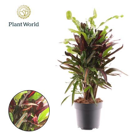 Croton Mammi Branched