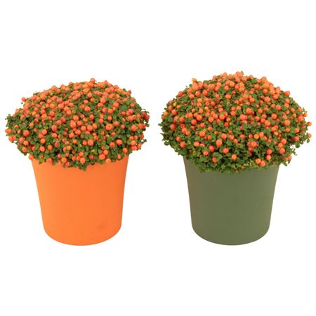 Nertera Granadensis Astrid In Pot Mix