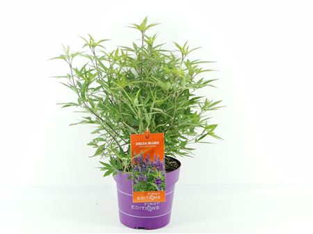 Vitex Agn Delta Blues