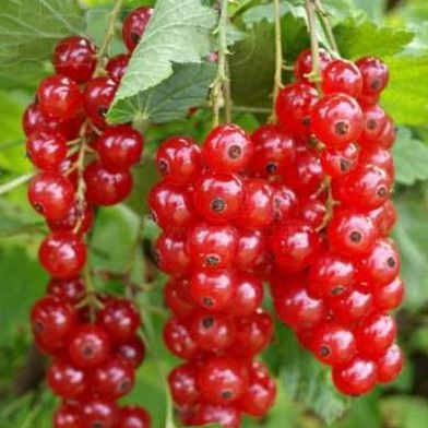 Смородина красная Голландская Красная