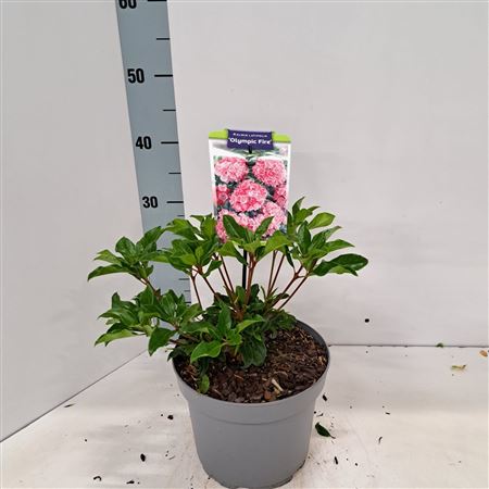 Kalmia Lat Olympic Fire
