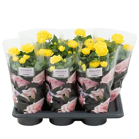 Rosa Palace Yellow