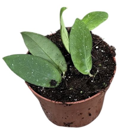 Hoya Scortechinii White